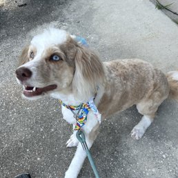 My dog Minnie