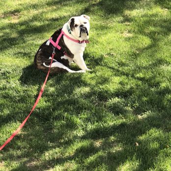 All About Dogs - My sweet bully loved her SPAW day with SLL ABOUT DOGS - Pet Groomers Near Me - Taylorsville, Utah