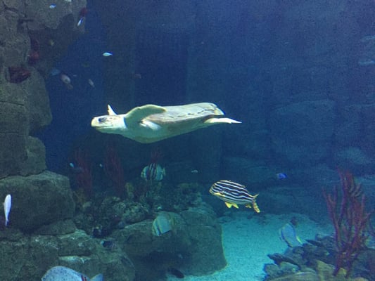 National Marine Aquarium by null