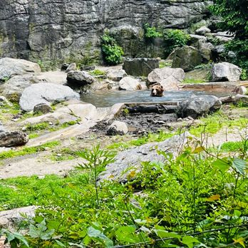 Bronx Zoo - the Bears in Bronx zoo - Zoos Near Me - Bronx, New York Bronx Zoo - the Bears in Bronx zoo - Zoos Near Me - Bronx, New York