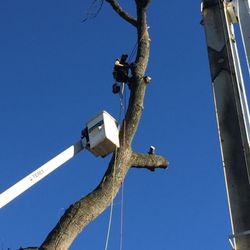 Treez Service
