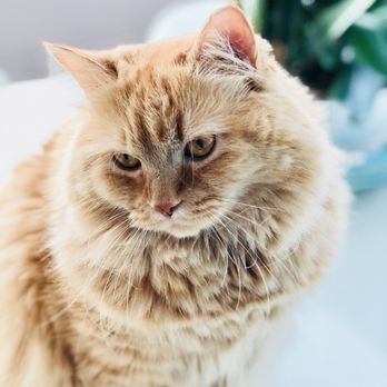 Miami Beach Pet Spa - Pet Groomers Near Me - Miami Beach, Florida Miami Beach Pet Spa - Pet Groomers Near Me - Miami Beach, Florida