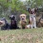 Photo of Long Beach K9 Club