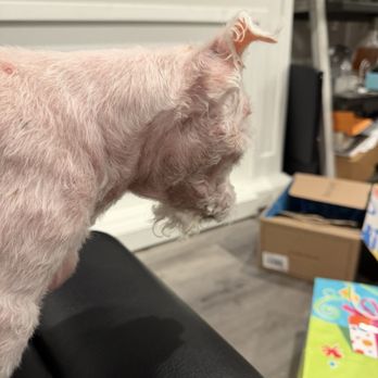 Barks & Bubbles - Unfinished grooming. - Pet Groomers Near Me - Lakeville, Minnesota