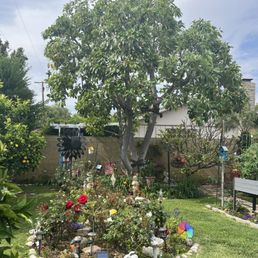 A beautiful job on our avocado tree! A beautiful job on our avocado tree!