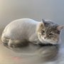 Photo of Divine Feline- Cat Exclusive Groomer
