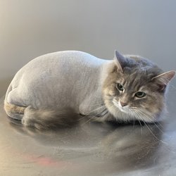 Divine Feline- Cat Exclusive Groomer