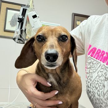 El Paso Animal Emergency - Poppy - Veterinarians Near Me - El Paso, Texas