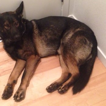 EarthDog Denver - After daycare - exhausted! @EarthDogDenver - Pet Sitting Near Me - Denver, Colorado