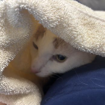Veterinary Emergency Group - Emergency Pet Hospital Near Me - San Jose, California