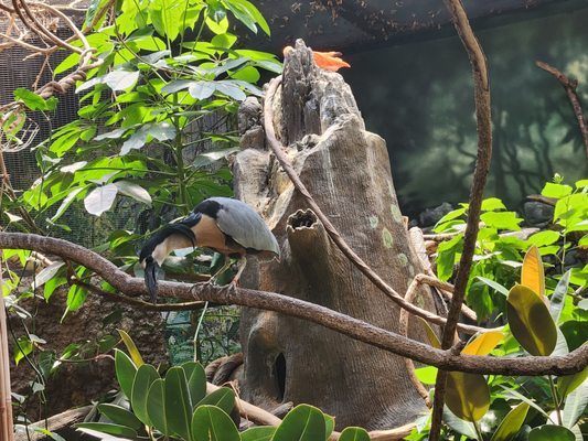 Connecticut's Beardsley Zoo by null
