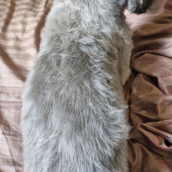 The Good Dog - Uneven cut. Should be one size of length for entire back if done correctly and with care - Pet Stores Near Me - Rancho Cucamonga, California