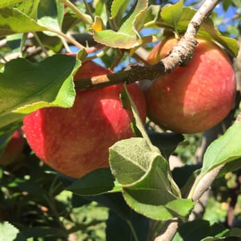 Marker-Miller Orchards - Fuji Apples - Bakeries Near Me - Winchester, Virginia Marker-Miller Orchards - Fuji Apples - Bakeries Near Me - Winchester, Virginia