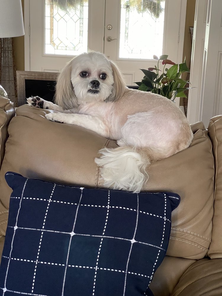 THE DOG HOUSE Updated September 2024 106 Beverly Blvd, Brandon