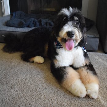 Groomingdale's - Thank you Krysten for making my Bernedoodle the cutest pup in town! - Pet Groomers Near Me - Norfolk, Virginia