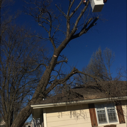 Janes Quality Tree