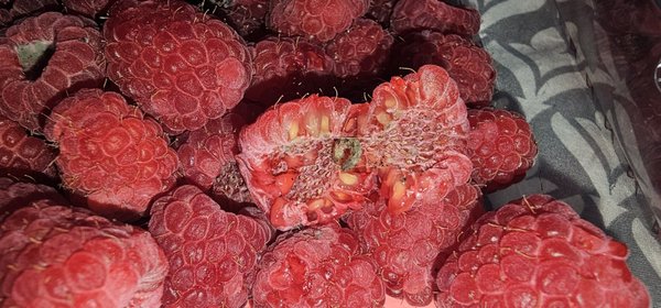 Sprouts Farmers Market by null