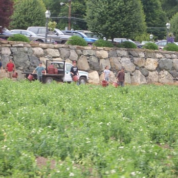 Wilson Farm - Employees picking fresh crops! - Fruits & Veggies Near Me - Lexington, Massachusetts Wilson Farm - Employees picking fresh crops! - Fruits & Veggies Near Me - Lexington, Massachusetts