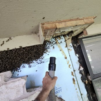 Texas Bee Services - Bee Removal - Pest Control Near Me - Taylor, Texas Texas Bee Services - Bee Removal - Pest Control Near Me - Taylor, Texas
