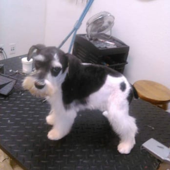 Fur Babies - After - Pet Groomers Near Me - Brookings, Oregon Fur Babies - After - Pet Groomers Near Me - Brookings, Oregon