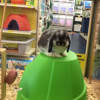 Pet Supermarket - adorable bunny! - Pet Stores Near Me - Tampa, Florida