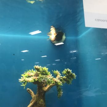 PetSmart - Dead fish - Pet Stores Near Me - Woodinville, Washington PetSmart - Dead fish - Pet Stores Near Me - Woodinville, Washington