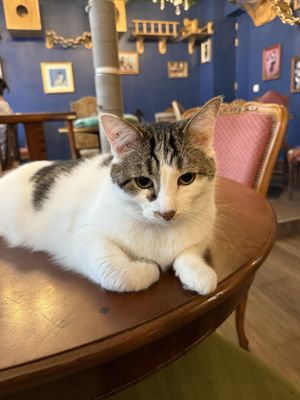 Le Café des Chats by null