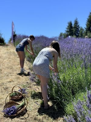 Helvetia Lavender Farm and Christmas Tree Farm by null