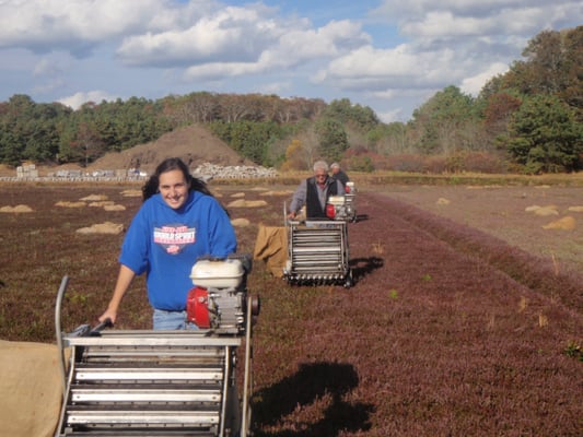 Cranberry Bog Tours by null