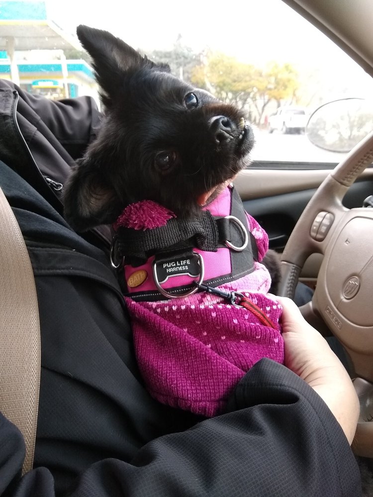 ALPHA VETERINARY CARE Updated October 2024 15 Photos & 22 Reviews 334 3rd Ave