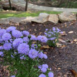 Gardening Thyme