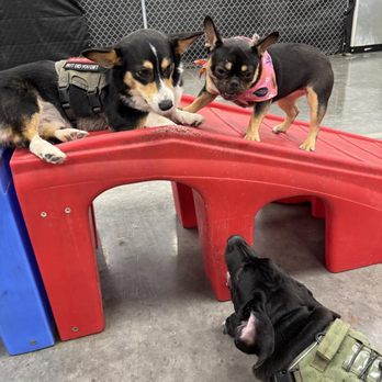 Buddies - Loki boy came to the rescue... Coco loved the tag team - Pet Groomers Near Me - Las Vegas, Nevada