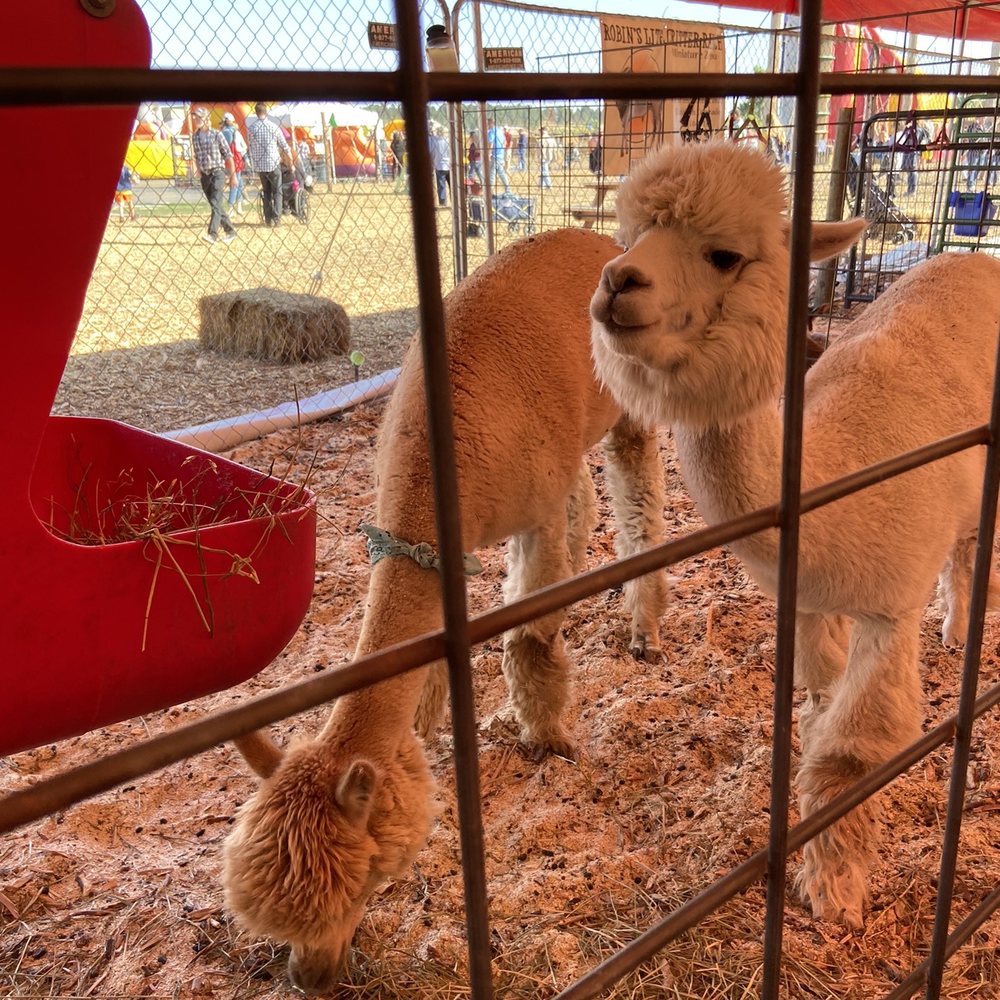 Flat Acres Farm - Petting zoo - Farms Near Me - Parker, Colorado Flat Acres Farm - Petting zoo - Farms Near Me - Parker, Colorado