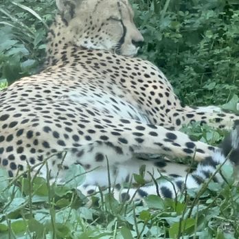 Maryland Zoo in Baltimore - Zoos Near Me - Baltimore, Maryland