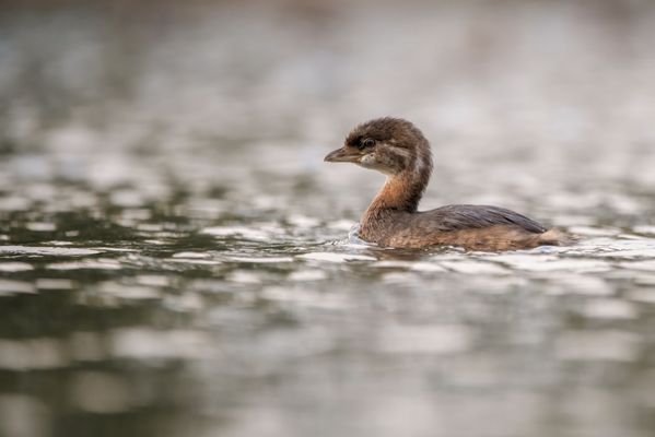 Sepulveda Basin Wildlife Reserve by null