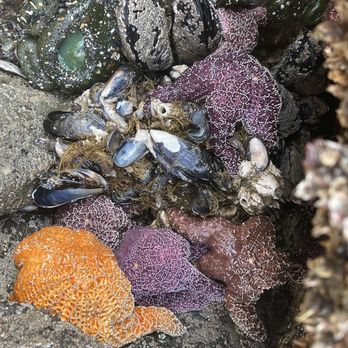 Ecola State Park - Tide pools. - Parks Near Me - Cannon Beach, Oregon Ecola State Park - Tide pools. - Parks Near Me - Cannon Beach, Oregon