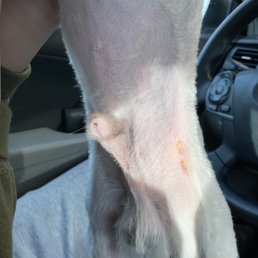 They cut him with a razor. They cut him with a razor.