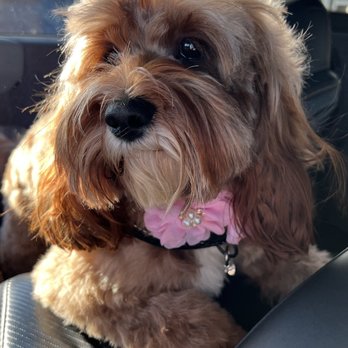 PrimePet Grooming - My baby girl, Sarah Rose - Pet Groomers Near Me - North Hampton, New Hampshire