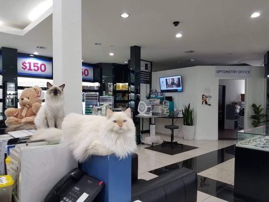 Davich Optical by null