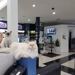Davich Optical