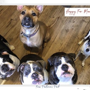 Pawtricia's Pack - These babies are my life - Dog Walkers Near Me Pawtricia's Pack - These babies are my life - Dog Walkers Near Me