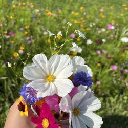 Manchester Blooms