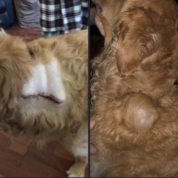On the left, you can see the stitches and on the right you can see how big the fluid sack was.