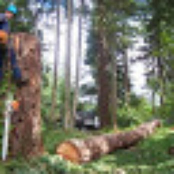 Dallas Tree Pros - Tree Services Near Me - McKinney, Texas Dallas Tree Pros - Tree Services Near Me - McKinney, Texas