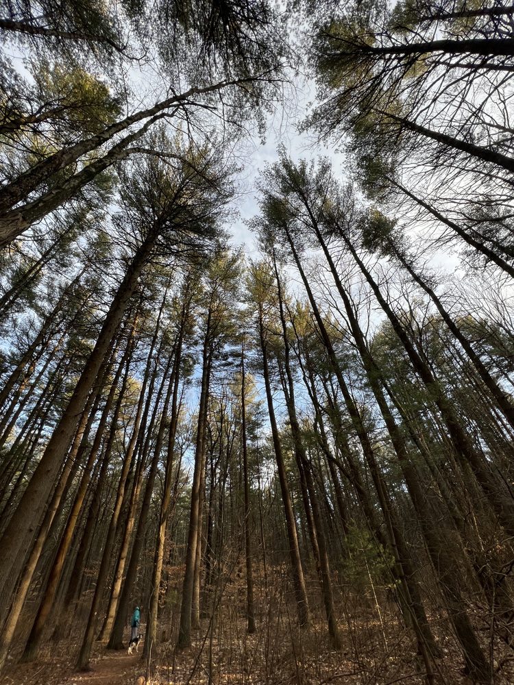 HARTWELL TOWN FOREST 20 Hartwell Rd, Bedford, MA Yelp