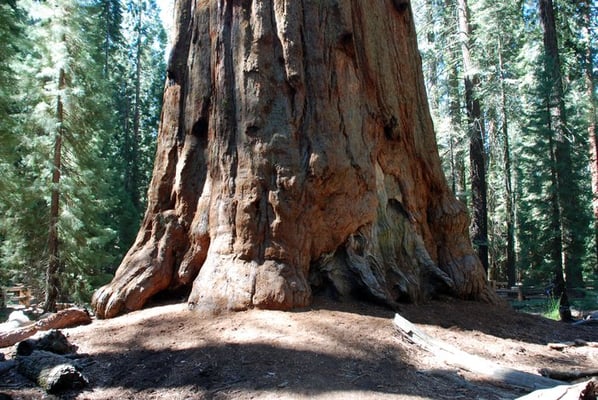 Sequoia & Kings Canyon National Parks by null Sequoia & Kings Canyon National Parks by null