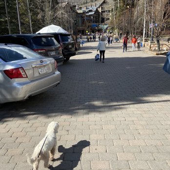 Vail Village - A small white dog on a leash walks on a paved parking lot with parked cars, leading toward a mountain village with people and buildings. - Local Flavor Near Me - Vail, Colorado