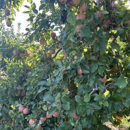 Orchard