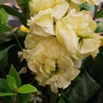 Glendale Florist - These were stuck in center of arrangement...wilted - Florists Near Me - Cincinnati, Ohio