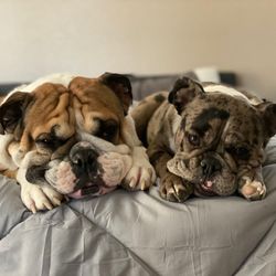 Grand Montecito Animal Hospital - Two English Bulldogs Duke (Left) Rain (Right)